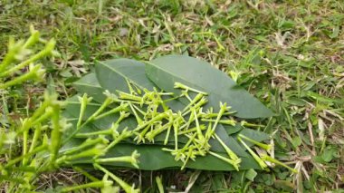 Yasemin çiçeği açan gece. Gece Çiçeği 'nin diğer adları Cestrum Nocturnum Çiçeği, gece açan Jessamine, gece kokulu Jessamine, gece kokulu Cestrum ve zehirli çilek çiçekleri..