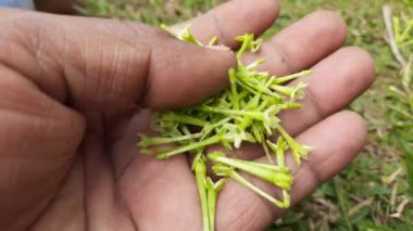 Yasemin çiçeği açan gece. Gece Çiçeği 'nin diğer adları Cestrum Nocturnum Çiçeği, gece açan Jessamine, gece kokulu Jessamine, gece kokulu Cestrum ve zehirli çilek çiçekleri..