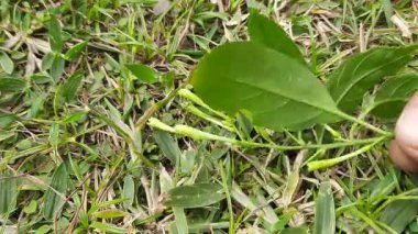 Yasemin çiçeği açan gece. Gece Çiçeği 'nin diğer adları Cestrum Nocturnum Çiçeği, gece açan Jessamine, gece kokulu Jessamine, gece kokulu Cestrum ve zehirli çilek çiçekleri..