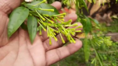 Yasemin çiçeği açan gece. Gece Çiçeği 'nin diğer adları Cestrum Nocturnum Çiçeği, gece açan Jessamine, gece kokulu Jessamine, gece kokulu Cestrum ve zehirli çilek çiçekleri..