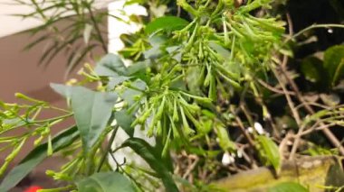 Yasemin çiçeği açan gece. Gece Çiçeği 'nin diğer adları Cestrum Nocturnum Çiçeği, gece açan Jessamine, gece kokulu Jessamine, gece kokulu Cestrum ve zehirli çilek çiçekleri..