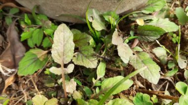 Siyah karınca, ölmüş bir böceği yaprağın üzerinde taşır. Kendi ağırlığının on katını taşıyabilir. Doğal dünyadaki besin zincirinin kesin bir hatırlatıcısı..