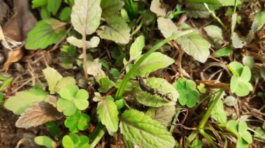 Siyah karınca, ölmüş bir böceği yaprağın üzerinde taşır. Kendi ağırlığının on katını taşıyabilir. Doğal dünyadaki besin zincirinin kesin bir hatırlatıcısı..
