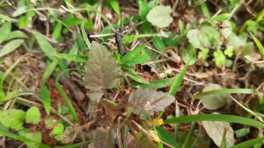 Siyah karınca, ölmüş bir böceği yaprağın üzerinde taşır. Kendi ağırlığının on katını taşıyabilir. Doğal dünyadaki besin zincirinin kesin bir hatırlatıcısı..
