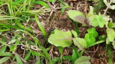 Siyah karınca, ölmüş bir böceği yaprağın üzerinde taşır. Kendi ağırlığının on katını taşıyabilir. Doğal dünyadaki besin zincirinin kesin bir hatırlatıcısı..