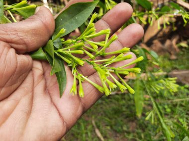 Yasemin çiçeği açan gece. Gece Çiçeği 'nin diğer adları Cestrum Nocturnum Çiçeği, gece açan Jessamine, gece kokulu Jessamine, gece kokulu Cestrum ve zehirli çilek çiçekleri..