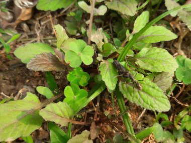 Siyah karınca, ölmüş bir böceği yaprağın üzerinde taşır. Kendi ağırlığının on katını taşıyabilir. Doğal dünyadaki besin zincirinin kesin bir hatırlatıcısı..