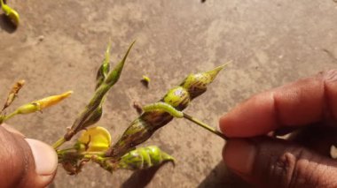 Güvercin bezelye kabuğuna kabuklu sıkıcı saldırı. Maruca vitrata baklagillere zarar veren tropikal bir böcektir. Diğer adları Maruca pod borer, fasulye pod borer, soya fasulyesi podu borer, güve ve baklagil kapsülü sıkıcı.