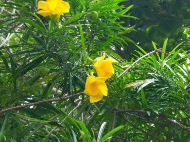 Cascabela. Çiçek. Diğer nameyellow zakkum ve Peruviana. Hindistan 'da dini amaçlar için kullanılır. Hindistan 'da buna Kanel denir, bu çiçek Lord Shiva için çok değerlidir..