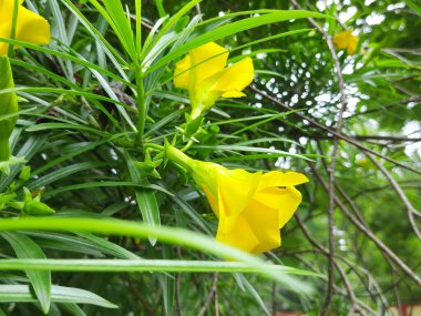 Cascabela. Çiçek. Diğer nameyellow zakkum ve Peruviana. Hindistan 'da dini amaçlar için kullanılır. Hindistan 'da buna Kanel denir, bu çiçek Lord Shiva için çok değerlidir..