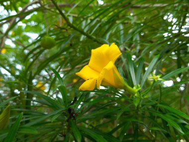Cascabela. Çiçek. Diğer nameyellow zakkum ve Peruviana. Hindistan 'da dini amaçlar için kullanılır. Hindistan 'da buna Kanel denir, bu çiçek Lord Shiva için çok değerlidir..