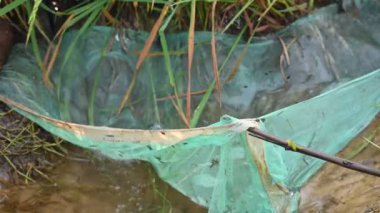 Ağlarla balık tutmak. Balıklar pirinç tarlasının kenarından akan suya ağlar atarken yakalanırlar. Bu, Hindistan 'da geleneksel bir balık tutma yöntemidir. Bu çok kolay bir balık tutma yöntemidir..