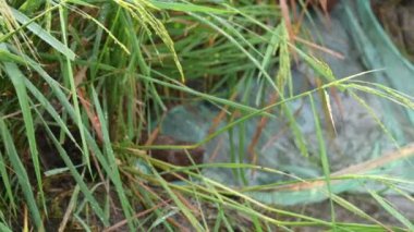 Ağlarla balık tutmak. Balıklar pirinç tarlasının kenarından akan suya ağlar atarken yakalanırlar. Bu, Hindistan 'da geleneksel bir balık tutma yöntemidir. Bu çok kolay bir balık tutma yöntemidir..