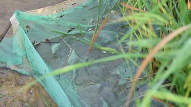 Ağlarla balık tutmak. Balıklar pirinç tarlasının kenarından akan suya ağlar atarken yakalanırlar. Bu, Hindistan 'da geleneksel bir balık tutma yöntemidir. Bu çok kolay bir balık tutma yöntemidir..