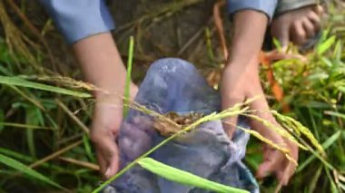 Ağlarla balık tutmak. Balıklar pirinç tarlasının kenarından akan suya ağlar atarken yakalanırlar. Bu, Hindistan 'da geleneksel bir balık tutma yöntemidir. Bu çok kolay bir balık tutma yöntemidir..