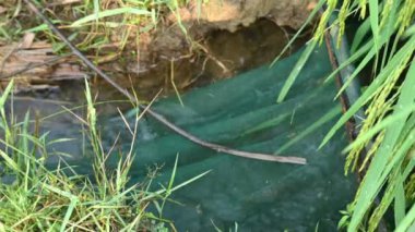 Ağlarla balık tutmak. Balıklar pirinç tarlasının kenarından akan suya ağlar atarken yakalanırlar. Bu, Hindistan 'da geleneksel bir balık tutma yöntemidir. Bu çok kolay bir balık tutma yöntemidir..