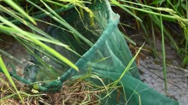 Ağlarla balık tutmak. Balıklar pirinç tarlasının kenarından akan suya ağlar atarken yakalanırlar. Bu, Hindistan 'da geleneksel bir balık tutma yöntemidir. Bu çok kolay bir balık tutma yöntemidir..