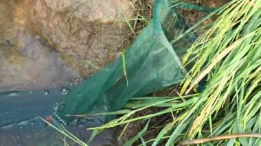 Ağlarla balık tutmak. Balıklar pirinç tarlasının kenarından akan suya ağlar atarken yakalanırlar. Bu, Hindistan 'da geleneksel bir balık tutma yöntemidir. Bu çok kolay bir balık tutma yöntemidir..