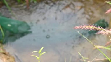 Ağlarla balık tutmak. Balıklar pirinç tarlasının kenarından akan suya ağlar atarken yakalanırlar. Bu, Hindistan 'da geleneksel bir balık tutma yöntemidir. Bu çok kolay bir balık tutma yöntemidir..