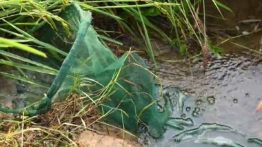 Ağlarla balık tutmak. Balıklar pirinç tarlasının kenarından akan suya ağlar atarken yakalanırlar. Bu, Hindistan 'da geleneksel bir balık tutma yöntemidir. Bu çok kolay bir balık tutma yöntemidir..