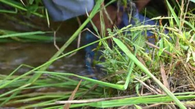 Ağlarla balık tutmak. Balıklar pirinç tarlasının kenarından akan suya ağlar atarken yakalanırlar. Bu, Hindistan 'da geleneksel bir balık tutma yöntemidir. Bu çok kolay bir balık tutma yöntemidir..