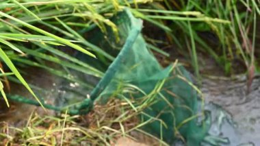 Ağlarla balık tutmak. Balıklar pirinç tarlasının kenarından akan suya ağlar atarken yakalanırlar. Bu, Hindistan 'da geleneksel bir balık tutma yöntemidir. Bu çok kolay bir balık tutma yöntemidir..