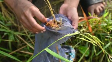 Ağlarla balık tutmak. Balıklar pirinç tarlasının kenarından akan suya ağlar atarken yakalanırlar. Bu, Hindistan 'da geleneksel bir balık tutma yöntemidir. Bu çok kolay bir balık tutma yöntemidir..
