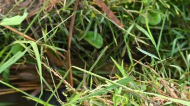 Ağlarla balık tutmak. Balıklar pirinç tarlasının kenarından akan suya ağlar atarken yakalanırlar. Bu, Hindistan 'da geleneksel bir balık tutma yöntemidir. Bu çok kolay bir balık tutma yöntemidir..