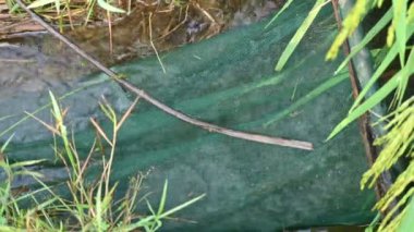Ağlarla balık tutmak. Balıklar pirinç tarlasının kenarından akan suya ağlar atarken yakalanırlar. Bu, Hindistan 'da geleneksel bir balık tutma yöntemidir. Bu çok kolay bir balık tutma yöntemidir..