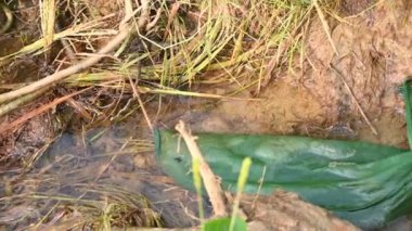 Ağlarla balık tutmak. Balıklar pirinç tarlasının kenarından akan suya ağlar atarken yakalanırlar. Bu, Hindistan 'da geleneksel bir balık tutma yöntemidir. Bu çok kolay bir balık tutma yöntemidir..