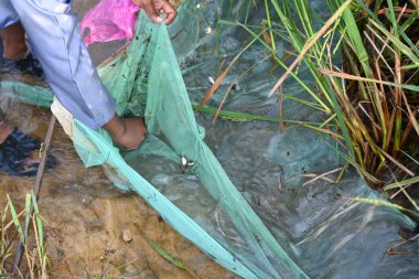 Ağlarla balık tutmak. Balıklar pirinç tarlasının kenarından akan suya ağlar atarken yakalanırlar. Bu, Hindistan 'da geleneksel bir balık tutma yöntemidir. Bu çok kolay bir balık tutma yöntemidir..