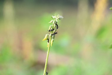 Sarı çiçek bitkisindeki karıncalar. Görüntü, sarı çiçekli bir bitkinin ve üzerinde sürünen bir karınca kümesinin yakın çekimini gösteriyor. Arka plan bulanık, dikkatleri bitki ve böceklere odaklıyor..