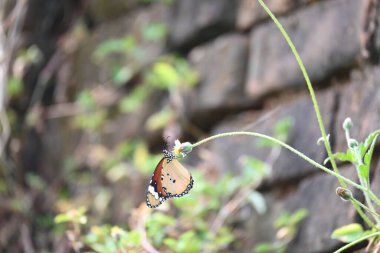 Danaus chrysippus kelebeği. Diğer adı ise kaplan, Afrika kraliçe kelebeği ve Afrika hükümdarı. Ansızın Asya 'da, Avustralya' da ve Afrika 'da yaygındır. Kelebek çiçek suyu emiyor. 