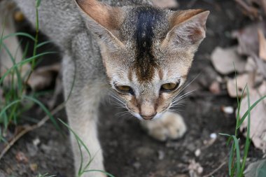 Çimlerin üzerinde oturan bir kedi. Açık kahverengi bir ceketi var ve merakla etrafına bakıyor gibi görünüyor. Kedi kuru yapraklar ve dallarla çevrilidir.. 