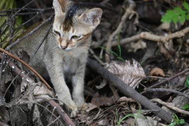 Çimlerin üzerinde oturan bir kedi. Açık kahverengi bir ceketi var ve merakla etrafına bakıyor gibi görünüyor. Kedi kuru yapraklar ve dallarla çevrilidir.. 