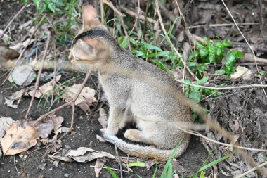 Çimlerin üzerinde oturan bir kedi. Açık kahverengi bir ceketi var ve merakla etrafına bakıyor gibi görünüyor. Kedi kuru yapraklar ve dallarla çevrilidir.. 