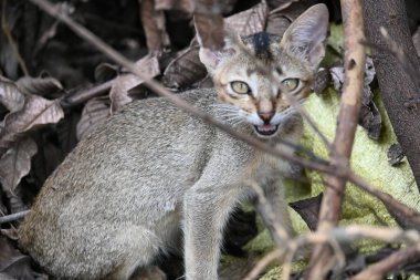 Çimlerin üzerinde oturan bir kedi. Açık kahverengi bir ceketi var ve merakla etrafına bakıyor gibi görünüyor. Kedi kuru yapraklar ve dallarla çevrilidir.. 