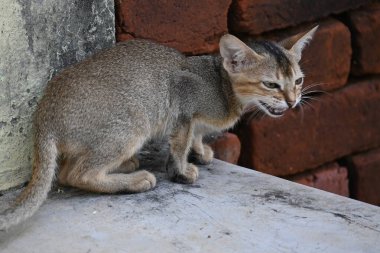 Vahşi küçük kahverengi kedi. Kediler, yumuşak kürkleriyle, zarif hareketleriyle ve oyuncu kişilikleriyle tanınan bağımsız ve meraklı kedilerdir. Onlar yetenekli avcılar..