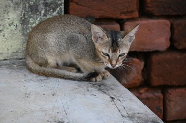 Vahşi küçük kahverengi kedi. Kediler, yumuşak kürkleriyle, zarif hareketleriyle ve oyuncu kişilikleriyle tanınan bağımsız ve meraklı kedilerdir. Onlar yetenekli avcılar..