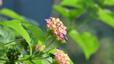Lantana çiçeği. Verbenafamily, Verbenaceae 'de çiçek açan bir bitki. Cins, her iki baklava da içerir. Diğer isimleri çalılar verbenas, lantanas ve lantana camara.