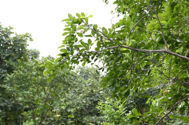 Millettia pinnata ağacı. Fabaceae familyasından bir ağaç türü. Diğer adı Pongamiapinnata, Hint biechandPongame Petrol Ağacı. Petrol tohumlarından çıkarılır. Ayurvedic tıp.