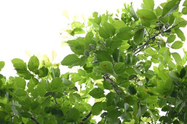 Millettia pinnata ağacı. Fabaceae familyasından bir ağaç türü. Diğer adı Pongamiapinnata, Hint biechandPongame Petrol Ağacı. Petrol tohumlarından çıkarılır. Ayurvedic tıp.