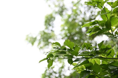 Millettia pinnata ağacı. Fabaceae familyasından bir ağaç türü. Diğer adı Pongamiapinnata, Hint biechandPongame Petrol Ağacı. Petrol tohumlarından çıkarılır. Ayurvedic tıp.