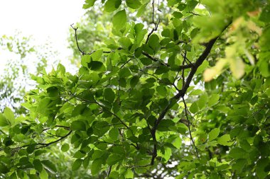 Millettia pinnata ağacı. Fabaceae familyasından bir ağaç türü. Diğer adı Pongamiapinnata, Hint biechandPongame Petrol Ağacı. Petrol tohumlarından çıkarılır. Ayurvedic tıp.