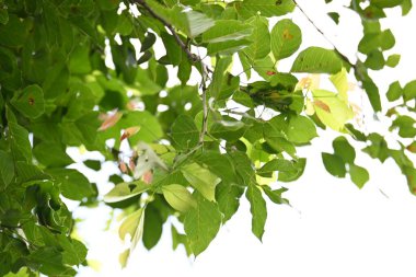Millettia pinnata ağacı. Fabaceae familyasından bir ağaç türü. Diğer adı Pongamiapinnata, Hint biechandPongame Petrol Ağacı. Petrol tohumlarından çıkarılır. Ayurvedic tıp.