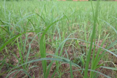 Eleusine coracana or Finger millet plants. It is called Ragi and madua in India and Kodo in Nepal. It  is an annual herbaceous plant. Its widely grown as a cereal crop in the in Africa and Asia. clipart