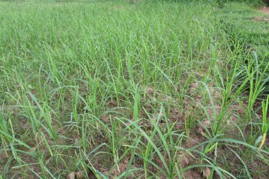 Eleusine coracana or Finger millet plants. It is called Ragi and madua in India and Kodo in Nepal. It  is an annual herbaceous plant. Its widely grown as a cereal crop in the in Africa and Asia. clipart