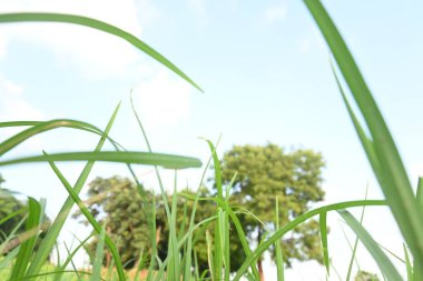 Eleusine coracana or Finger millet plants. It is called Ragi and madua in India and Kodo in Nepal. It  is an annual herbaceous plant. Its widely grown as a cereal crop in the in Africa and Asia. clipart