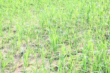 Eleusine coracana or Finger millet plants. It is called Ragi and madua in India and Kodo in Nepal. It  is an annual herbaceous plant. Its widely grown as a cereal crop in the in Africa and Asia. clipart