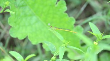 Seriagrion coromandelianum. Coenagrionidae familyasından bir kuş türü. Diğer adı Coromandel bataklık dartı, sarı balmumu kuyruk ve coenagrionidae. Bu tür Güney Asya 'da bulunur..